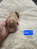 Girl 7  light brown/  Red with white markings & white sox , a female Goldendoodle for sale in Tarboro, NC – Photo 5 of 6