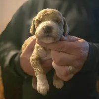 Girl 7  dark   Red with white markings & white sox , a female Goldendoodle for sale in Tarboro, NC – Photo 2 of 8