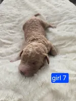 Girl 7  light brown/  Red with white markings & white sox , a female Goldendoodle for sale in Tarboro, NC – Photo 2 of 6