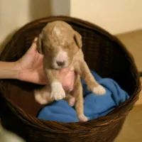 Girl 7  dark   Red with white markings & white sox , a female Goldendoodle for sale in Tarboro, NC – Photo 4 of 8