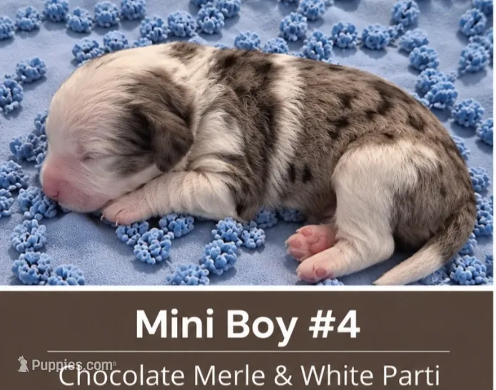Boy 4 Mini Bernedoodle  – Miniature Bernedoodle puppy for sale in Tarboro, NC