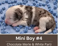 Boy 4 Mini Bernedoodle , a male Miniature Bernedoodle for sale in Tarboro, NC – 1 of 2