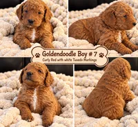 Goldendoodle  Curly Boy 7 Red , a male Goldendoodle for sale in Tarboro, NC – 2 of 6