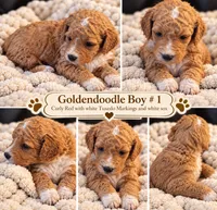 Goldendoodle  Curly Boy 1 Red with White Tuxedo markings , a male Goldendoodle for sale in Tarboro, NC – 2 of 8