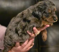 Boy 2 Mini Bernedoodle , a male Miniature Bernedoodle for sale in Tarboro, NC – 7 of 7