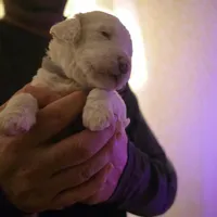 Girl 4 Apricot cream with Chocolate markings , a female Goldendoodle for sale in Tarboro, NC – Photo 6 of 9