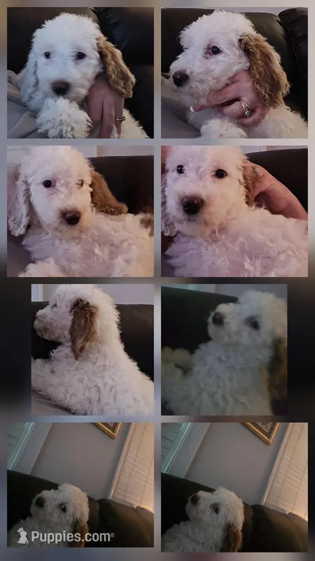 Girl 4 Apricot cream with Chocolate markings  – Goldendoodle puppy for sale in Tarboro, NC