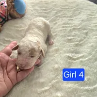 Girl 4 Apricot cream with Chocolate markings , a female Goldendoodle for sale in Tarboro, NC – Photo 8 of 9