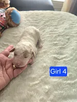 Girl 4 Apricot cream with Chocolate markings , a female Goldendoodle for sale in Tarboro, NC – Photo 4 of 6