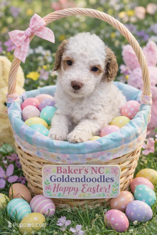 Girl 4 Apricot cream with Chocolate markings  – Goldendoodle puppy for sale in Tarboro, NC