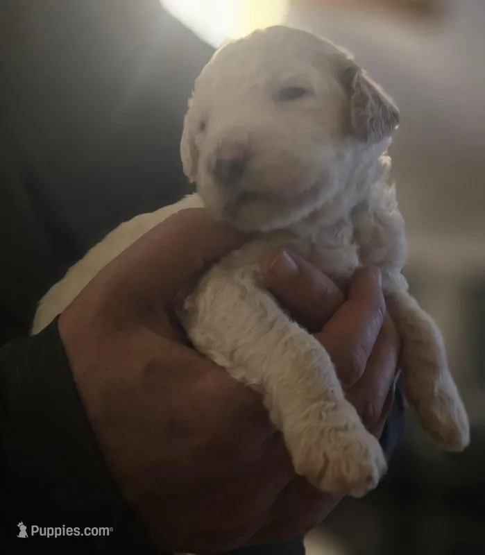 Girl 4 Apricot cream with Chocolate markings 