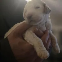 Girl 4 Apricot cream with Chocolate markings , a female Goldendoodle for sale in Tarboro, NC – Photo 7 of 9