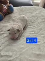 Girl 4 Apricot cream with Chocolate markings , a female Goldendoodle for sale in Tarboro, NC – Photo 2 of 6