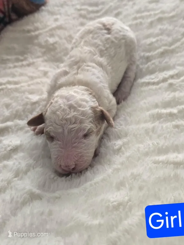 Girl 4 Apricot cream with Chocolate markings 