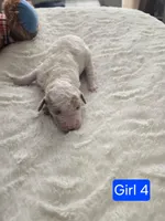 Girl 4 Apricot cream with Chocolate markings , a female Goldendoodle for sale in Tarboro, NC – Photo 5 of 6