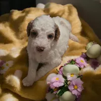 Girl 4 Apricot cream with Chocolate markings , a female Goldendoodle for sale in Tarboro, NC – Photo 2 of 9