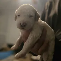 Girl 4 Apricot cream with Chocolate markings , a female Goldendoodle for sale in Tarboro, NC – Photo 4 of 9