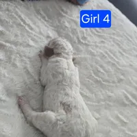 Girl 4 Apricot cream with Chocolate markings , a female Goldendoodle for sale in Tarboro, NC – Photo 9 of 9