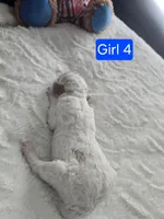 Girl 4 Apricot cream with Chocolate markings , a female Goldendoodle for sale in Tarboro, NC – Photo 3 of 6