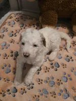 Girl 4 Apricot cream with Chocolate markings , a female Goldendoodle for sale in Tarboro, NC – Photo 3 of 9