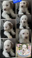 Girl 4 Apricot cream with Chocolate markings , a female Goldendoodle for sale in Tarboro, NC – Photo 2 of 6