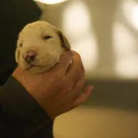 Girl 4 Apricot cream with Chocolate markings , a female Goldendoodle for sale in Tarboro, NC – Photo 5 of 9