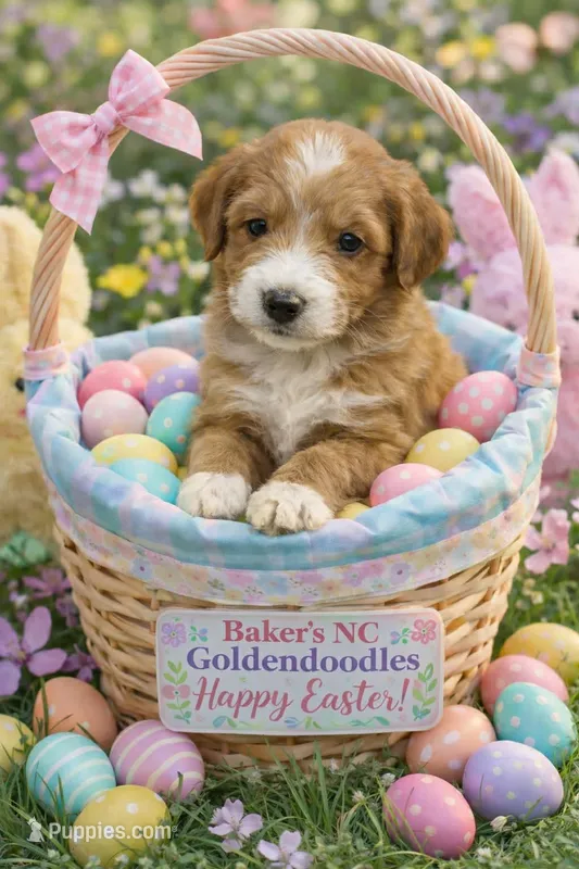  Girl 8 dark  Red with white markings with white sox  – Goldendoodle puppy for sale in Tarboro, NC