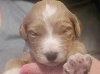  Girl 8 dark  Red with white markings with white sox , a female Goldendoodle for sale in Tarboro, NC – Photo 3 of 9