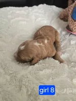 Girl 8 Red with white markings with white sox , a female Goldendoodle for sale in Tarboro, NC – Photo 3 of 7