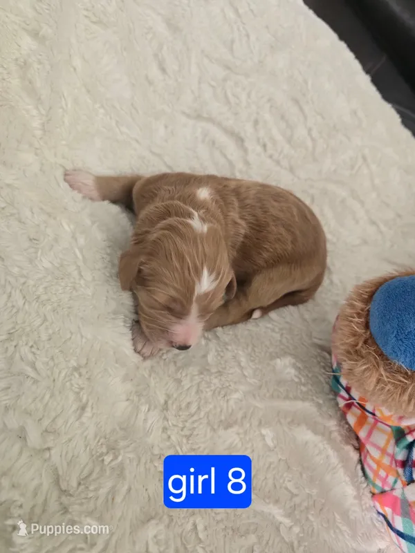 Girl 8 Red with white markings with white sox 