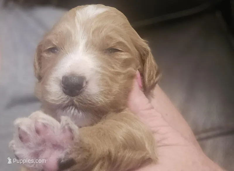 Girl 8 Red with white markings with white sox 