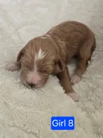 Girl 8 Red with white markings with white sox , a female Goldendoodle for sale in Tarboro, NC – Photo 2 of 7