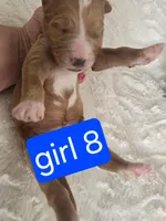 Girl 8 Red with white markings with white sox , a female Goldendoodle for sale in Tarboro, NC – Photo 6 of 7