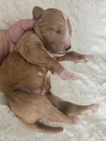 Girl 8 Red with white markings with white sox , a female Goldendoodle for sale in Tarboro, NC – Photo 7 of 7