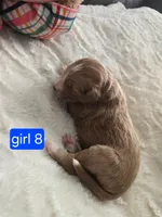 Girl 8 Red with white markings with white sox , a female Goldendoodle for sale in Tarboro, NC – Photo 4 of 7