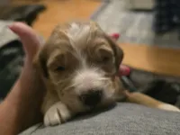  Girl 8 dark  Red with white markings with white sox , a female Goldendoodle for sale in Tarboro, NC – Photo 5 of 9