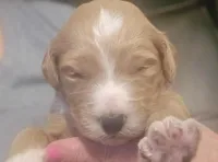  Girl 8 dark  Red with white markings with white sox , a female Goldendoodle for sale in Tarboro, NC – Photo 6 of 9