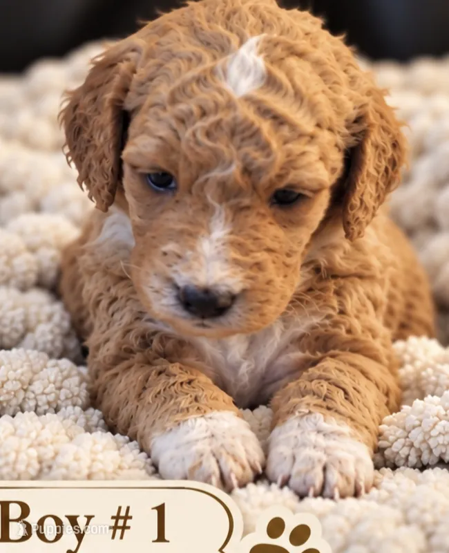 Goldendoodle Boy 1 Red with White Tuxedo markings  – Goldendoodle puppy for sale in Tarboro, NC