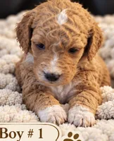 Goldendoodle  Curly Boy 1 Red with White Tuxedo markings , a male Goldendoodle for sale in Tarboro, NC – 1 of 8
