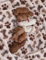 Bakers Nc Goldendoodles Ready go Nov 3  , a female Goldendoodle for sale in Tarboro, NC – 2 of 9