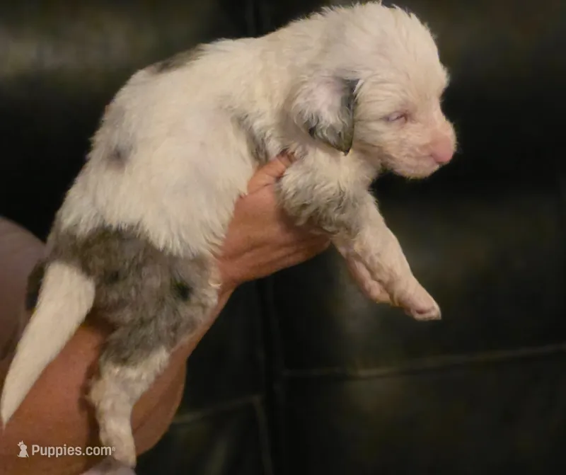 Boy 6 Mini Bernedoodle  – Miniature Bernedoodle puppy for sale in Tarboro, NC