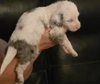 Boy 6 Mini Bernedoodle , a male Miniature Bernedoodle for sale in Tarboro, NC – 1 of 8