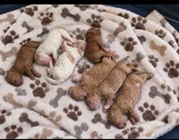 Bakers Nc Goldendoodles Ready go Nov 3  , a female Goldendoodle for sale in Tarboro, NC – 4 of 9