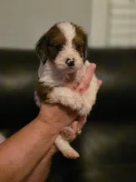 Boy 3 Mini Bernedoodle , a male Miniature Bernedoodle for sale in Tarboro, NC – 4 of 9