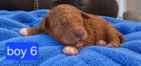 Goldendoodle Boy 5 Red , a male Goldendoodle for sale in Tarboro, NC – 3 of 4