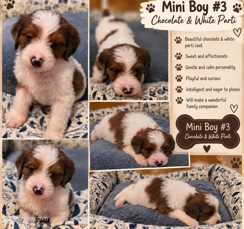 Boy 3 Mini Bernedoodle  – Miniature Bernedoodle puppy for sale in Tarboro, NC
