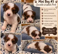 Boy 3 Mini Bernedoodle , a male Miniature Bernedoodle for sale in Tarboro, NC – 1 of 9