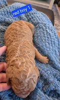Goldendoodle Boy 1 Red with White Tuxedo markings , a male Goldendoodle for sale in Tarboro, NC – 5 of 6