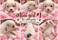 Girl1 Mini Bernadoodle , a female Miniature Bernedoodle for sale in Tarboro, NC – 2 of 4
