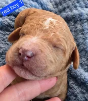 Goldendoodle Boy 1 Red with White Tuxedo markings , a male Goldendoodle for sale in Tarboro, NC – 4 of 6